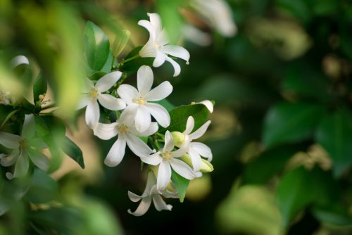 Jasmin miriše ljepše od gardenije i idealan je za ukrašavanje balkona u proljeće