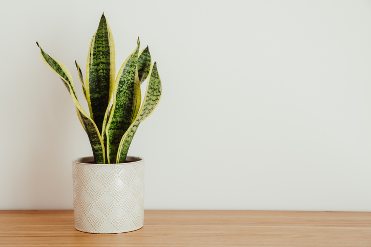 Sansevieria laurentii