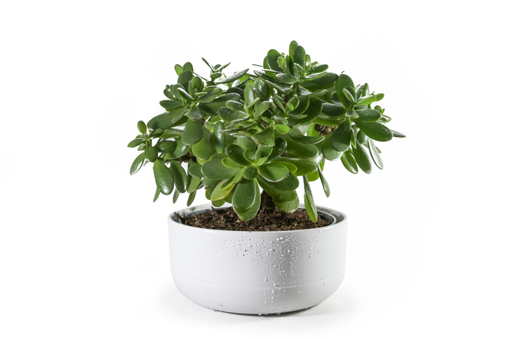 Money tree (Crassula ovata)