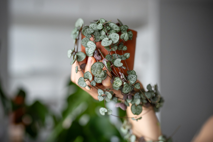 Hand holding Ceropegia Woodii houseplant with long heart shaped leaves in terracotta pot closeup