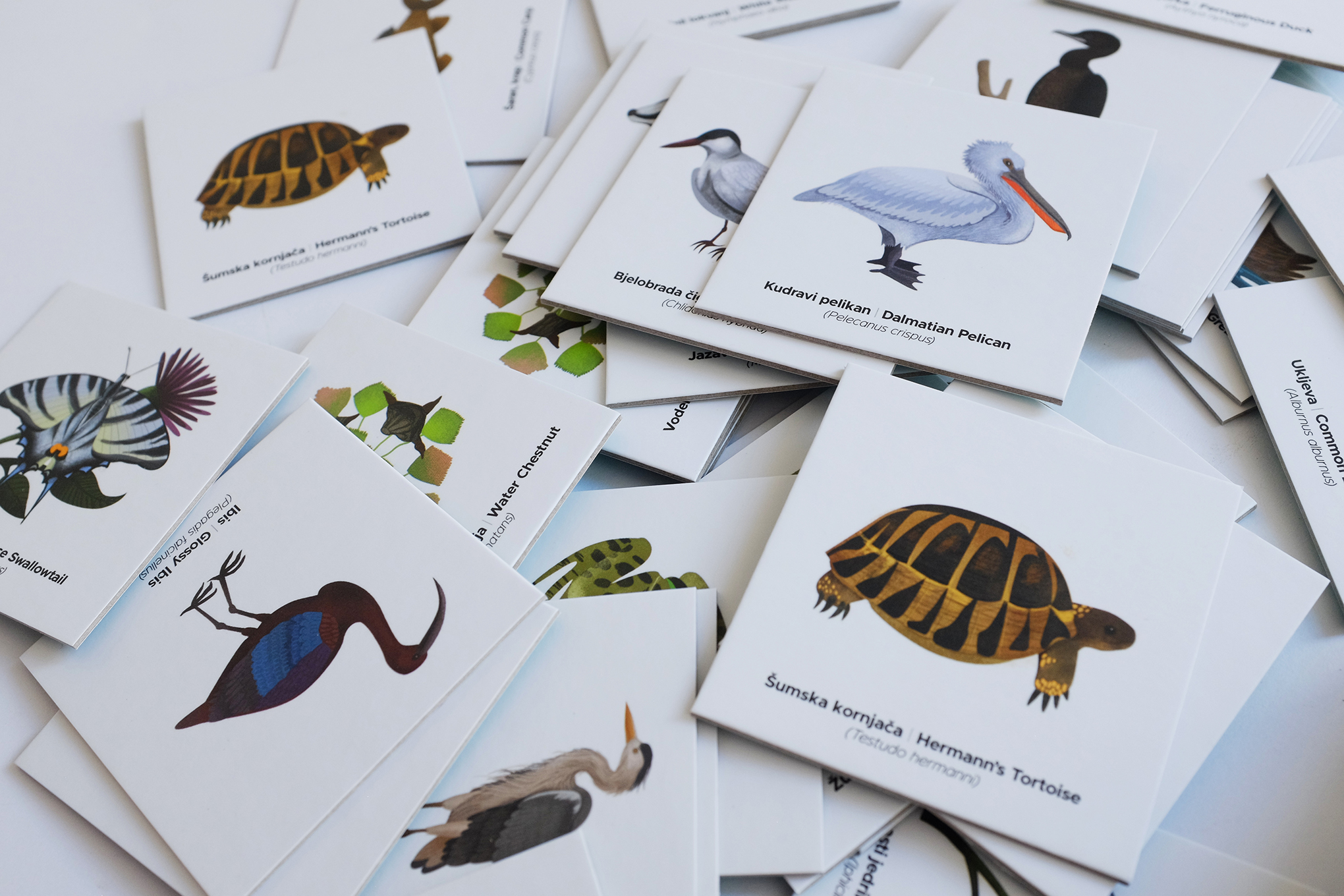 Igra memorije Cudesni svijet Skadarskog jezera_WebRes 2